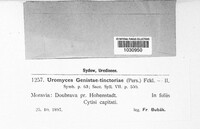 Uromyces genistae image